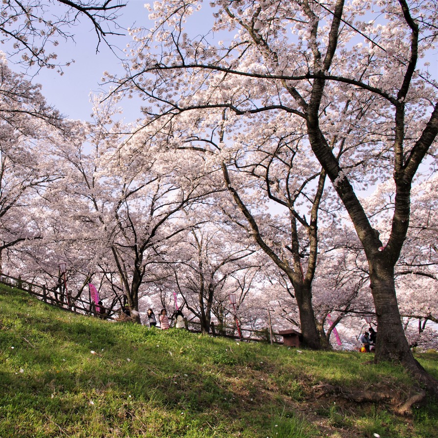 全国桜100選大法師桜まつり