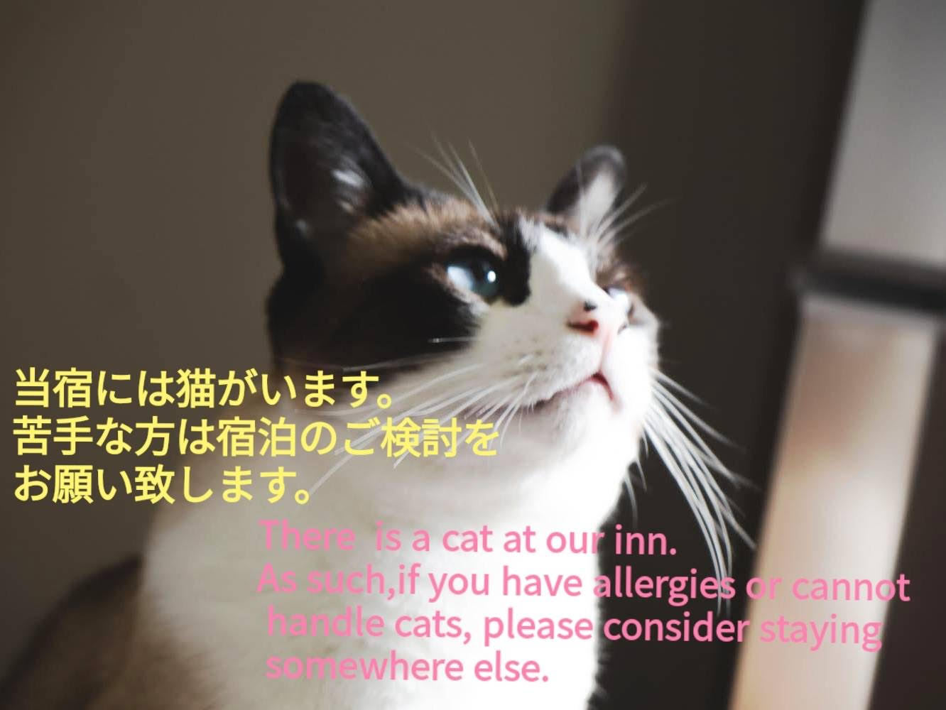 説明たま