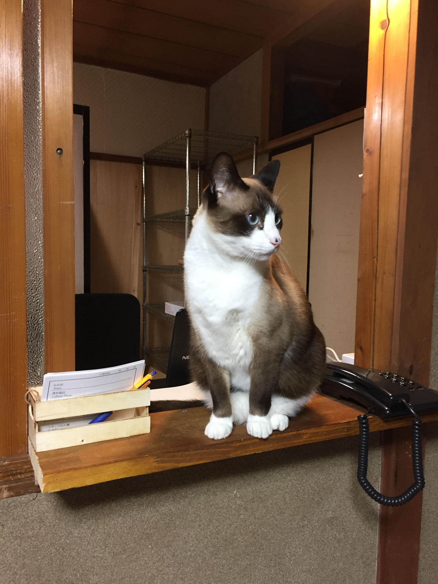 たま１