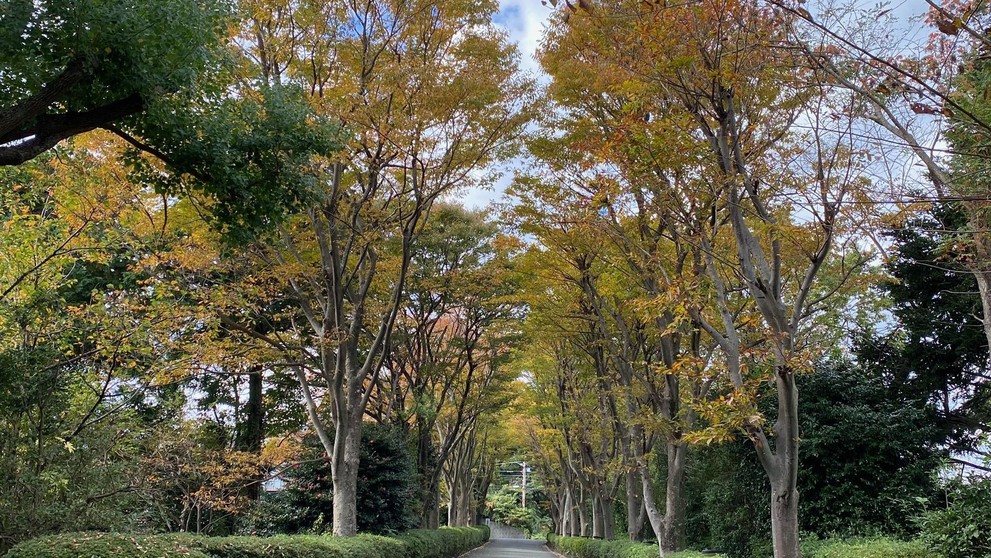 エントランスの欅並木。秋は紅葉で黄色に染まります