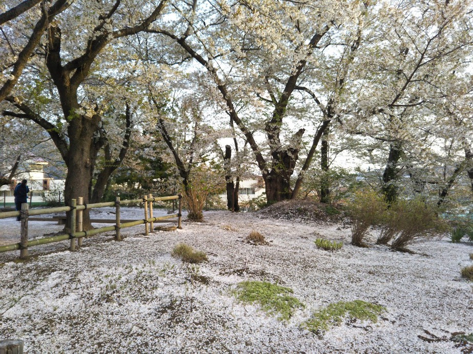 飯山城跡の桜