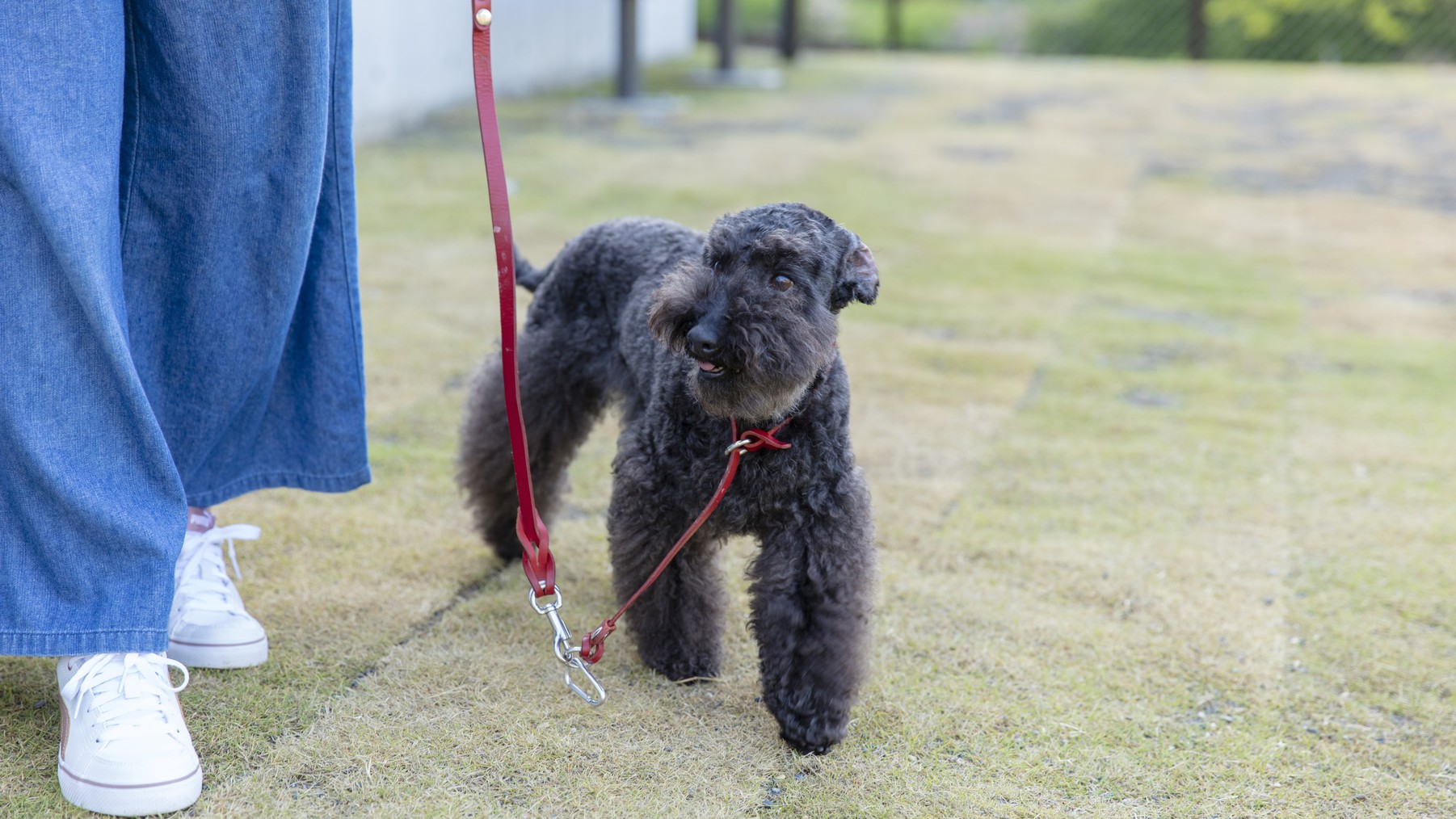 敷地内をお散歩するときはリード着用をお願いいたします