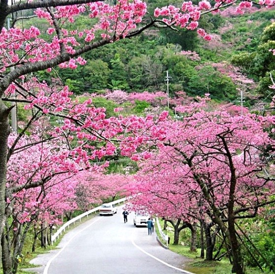 日本早い桜まつり