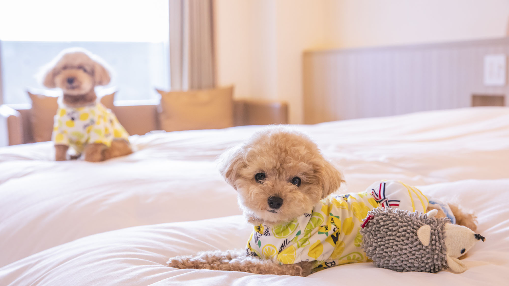 【ペットOK/正規料金】愛犬と過ごす函館の旅！≪朝食付≫