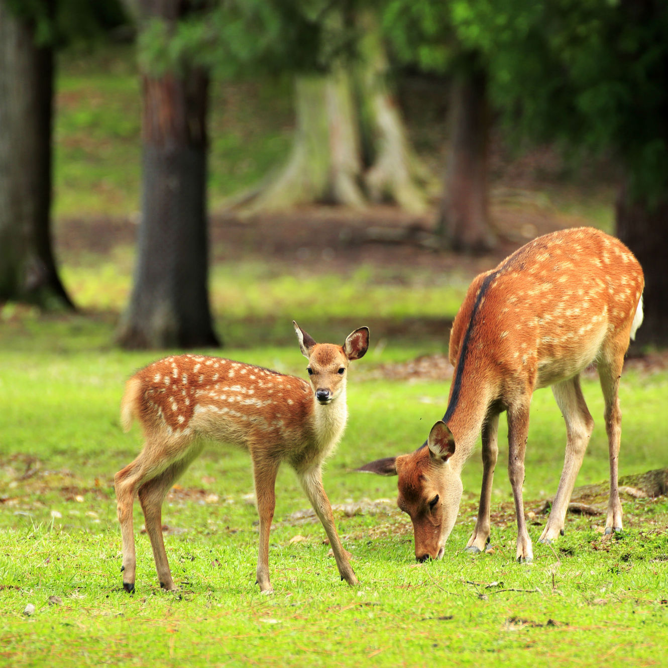奈良の鹿は国の天然記念物として大切に保護されています。