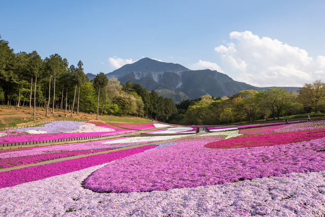 羊山公園内『柴桜の丘』