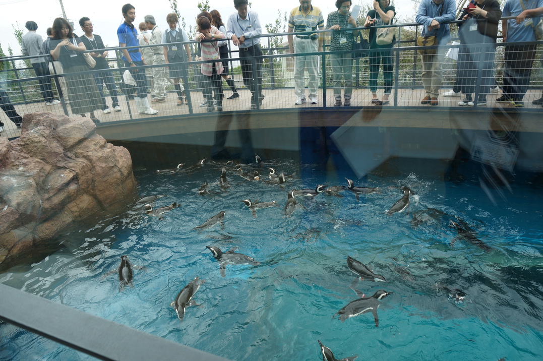 新水族館「うみがたり」（マゼランペンギンミュージアム）