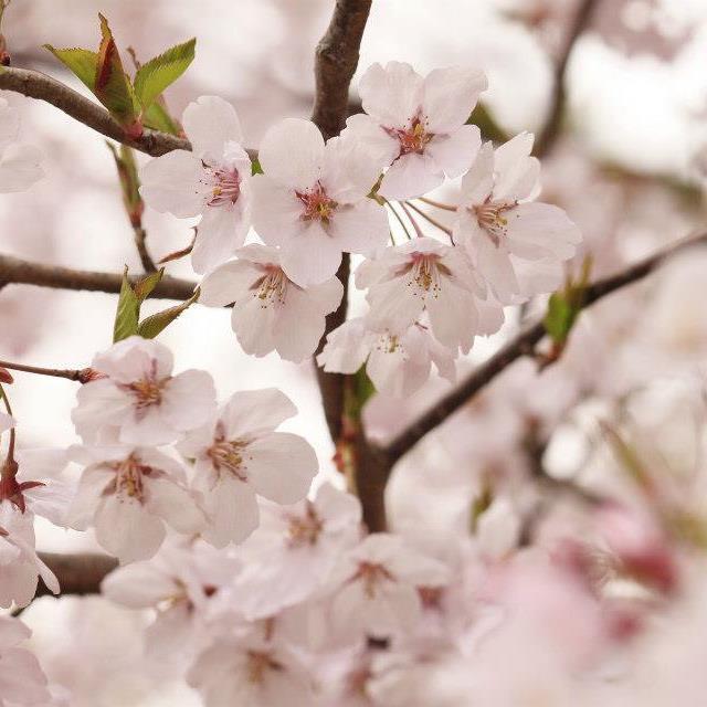 春：霞城公園の桜（4月）01