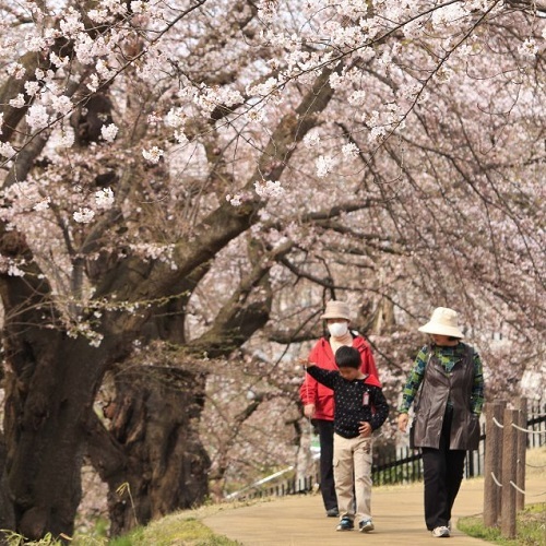 春：霞城公園の桜（4月）02