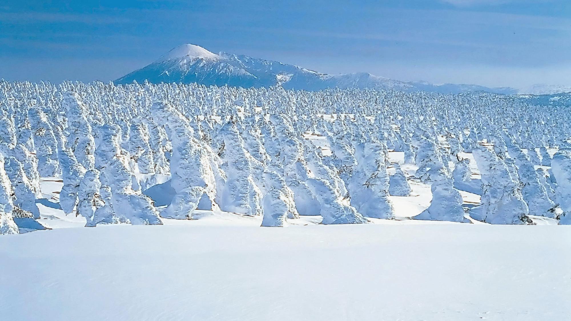 【樹氷】冬の八幡平の見どころの1つでもある樹氷。白の鎧をまとった木々が密集している光景は絶景です。