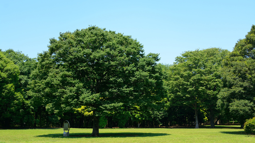 【周辺】小金井公園