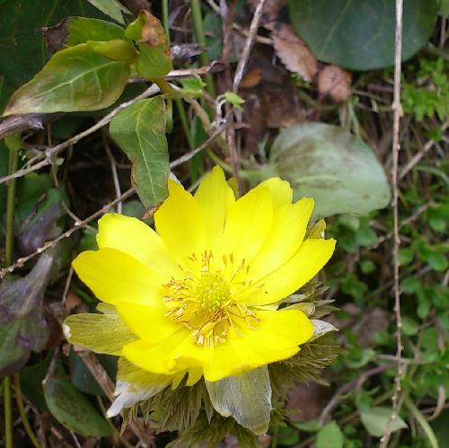 【自然】３月福寿草