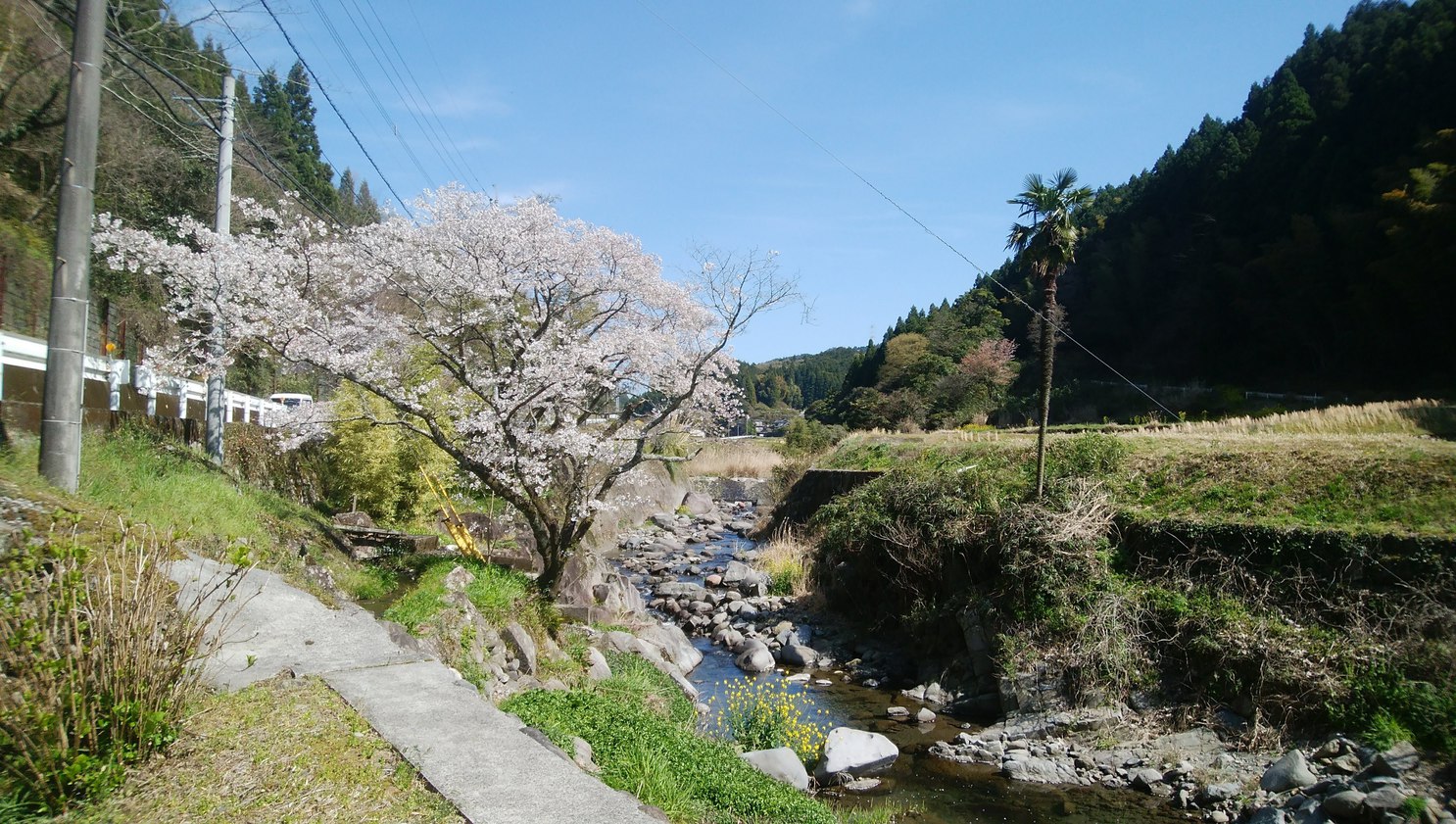 小塩川の桜