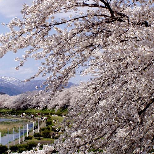 河川敷桜