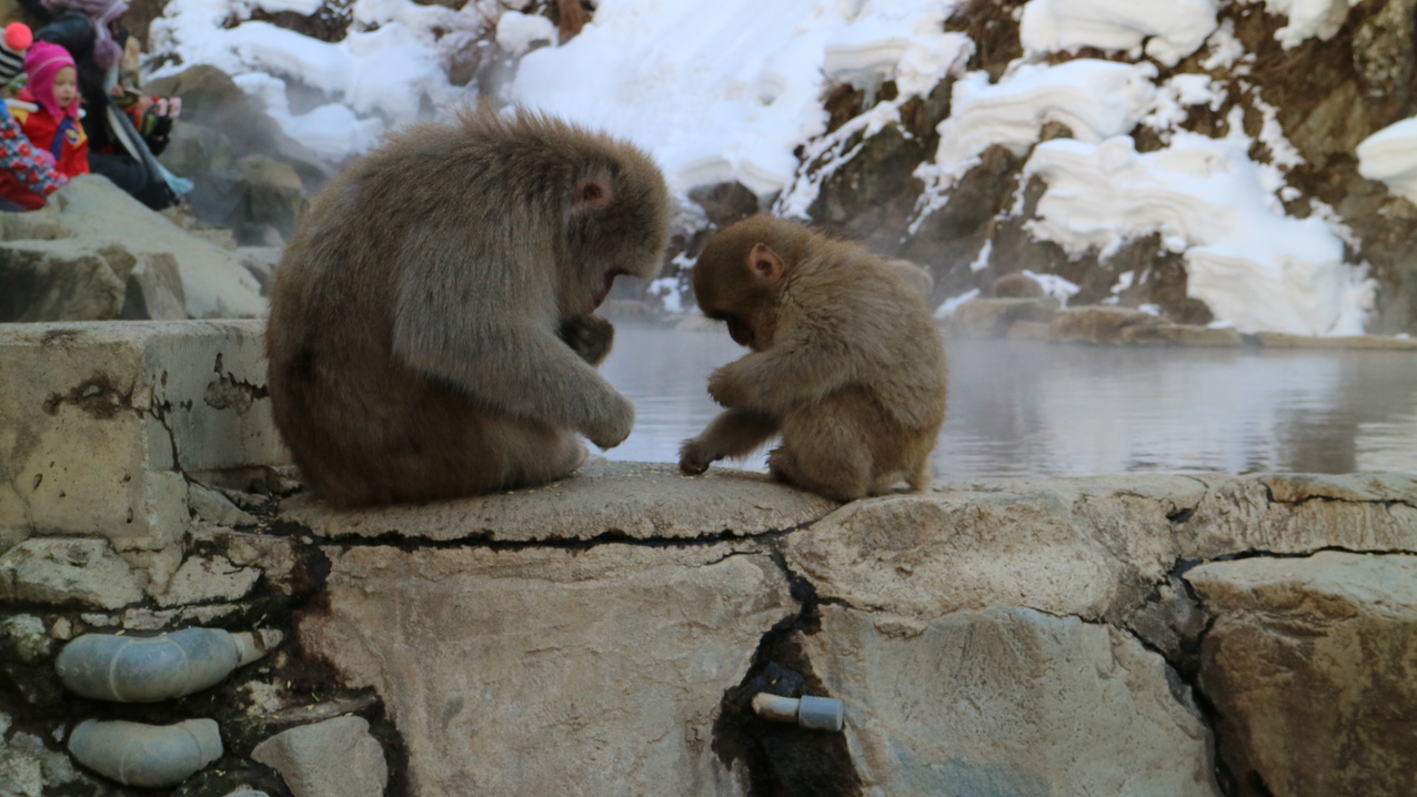 地獄谷野猿公苑 Jigokudani Snow Monkey Park