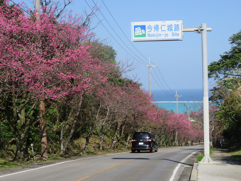 今帰仁城跡桜まつり