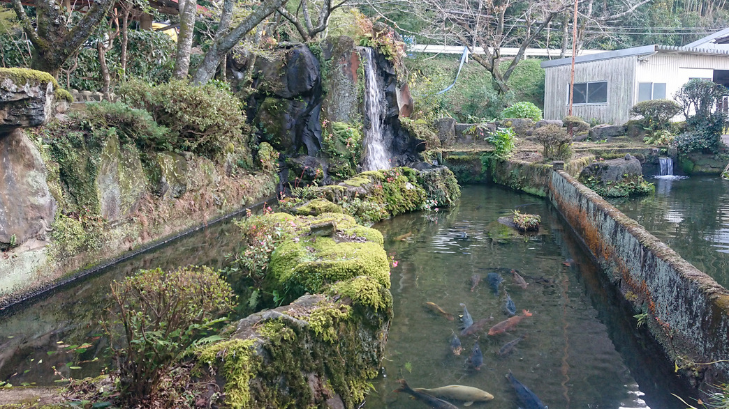 *【庭園】約千匹の鯉が泳ぐ池。自然の湧き水で養殖しています