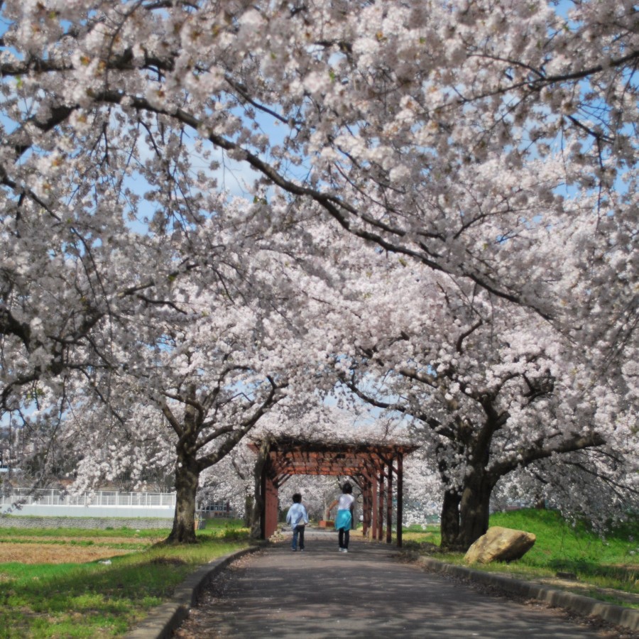 観光:まほろばの緑道:高畠駅を起点に約6kmサイクリングロード沿線には約700本の桜並木♪散策に最