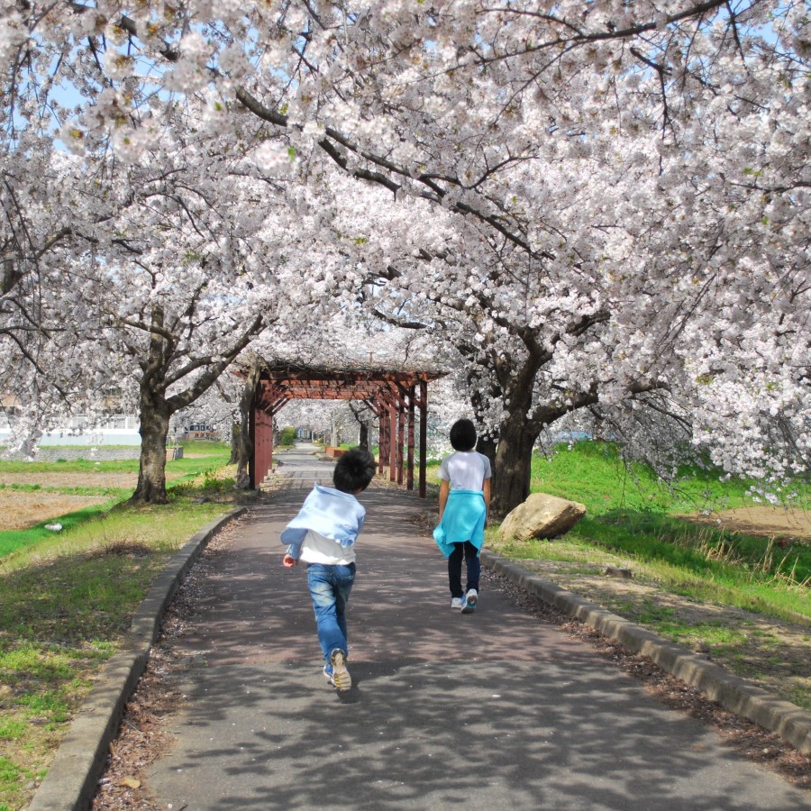 観光:高畠駅を起点に約6kmサイクリングロード沿線には約700本の桜並木♪散策に最適!