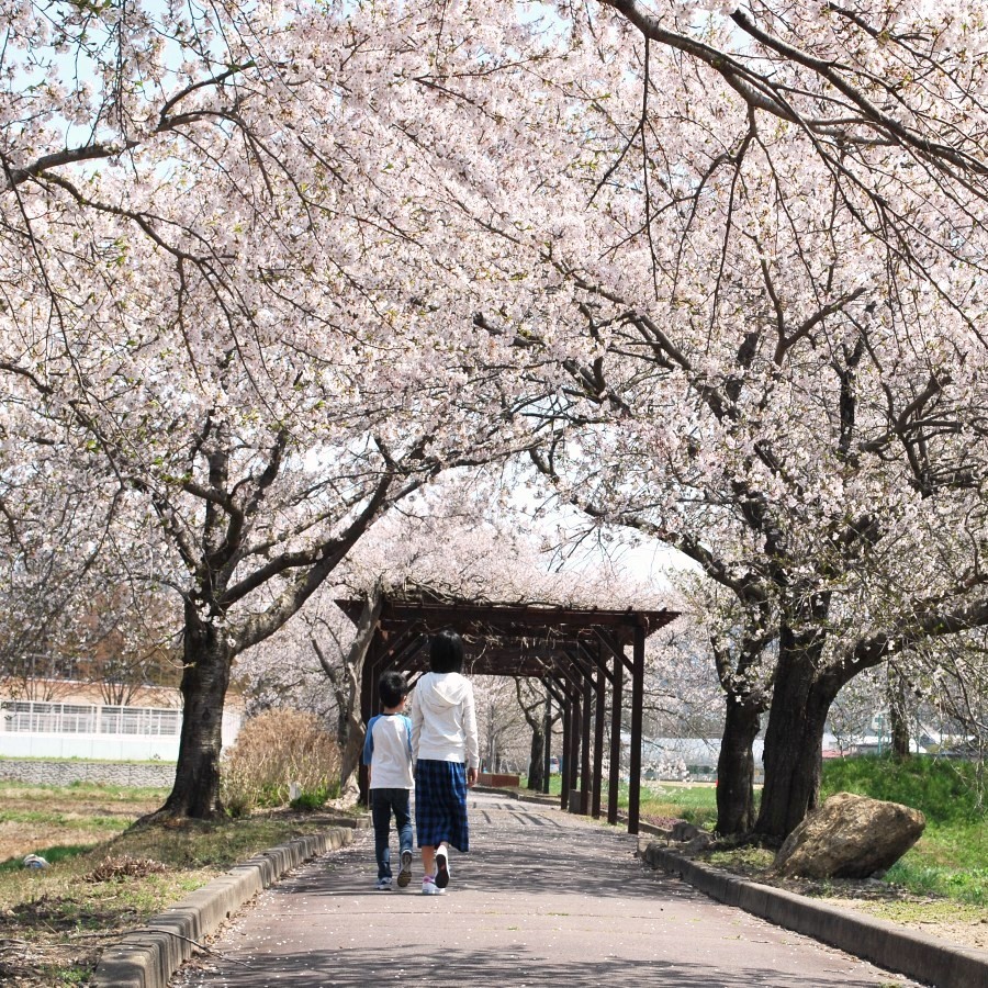 観光:まほろばの緑道:高畠駅を起点に約6kmサイクリングロード沿線には約700本の桜並木♪散策に最