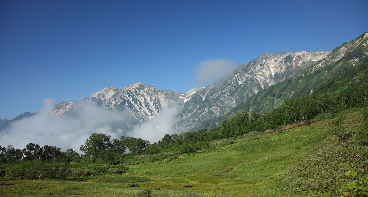 [栂池自然園]春から秋にかけて約340種のお花が咲き乱れる高山植物の宝庫