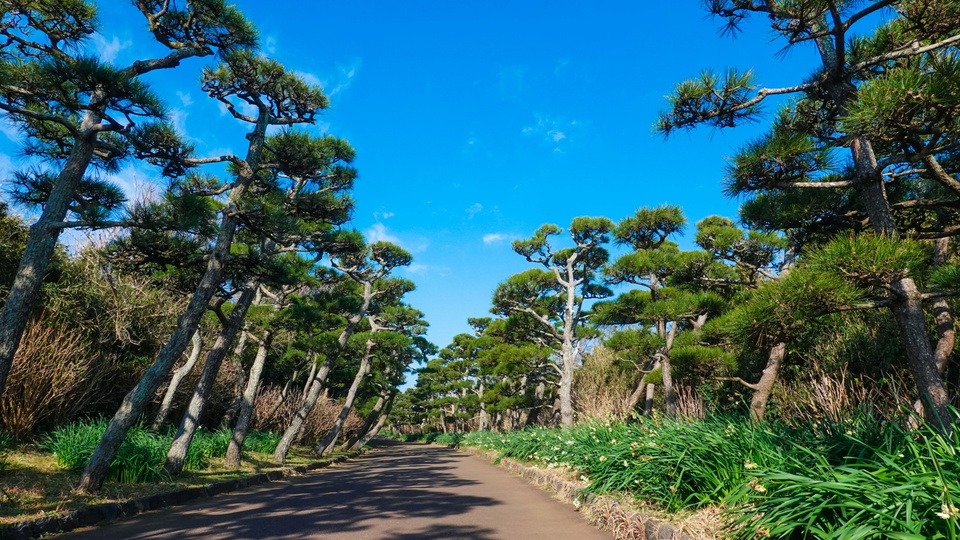 【城ヶ島公園】海以外にも園内には松林が立ち並び散策を楽しめます（当館より車約20分）