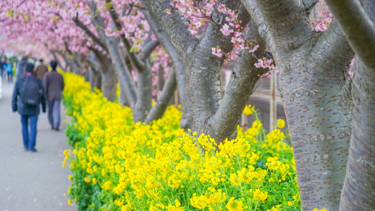 【三浦海岸桜まつり】三浦海岸駅より河津桜と菜の花が2月〜3月頃咲きます（当館より徒歩約15分）