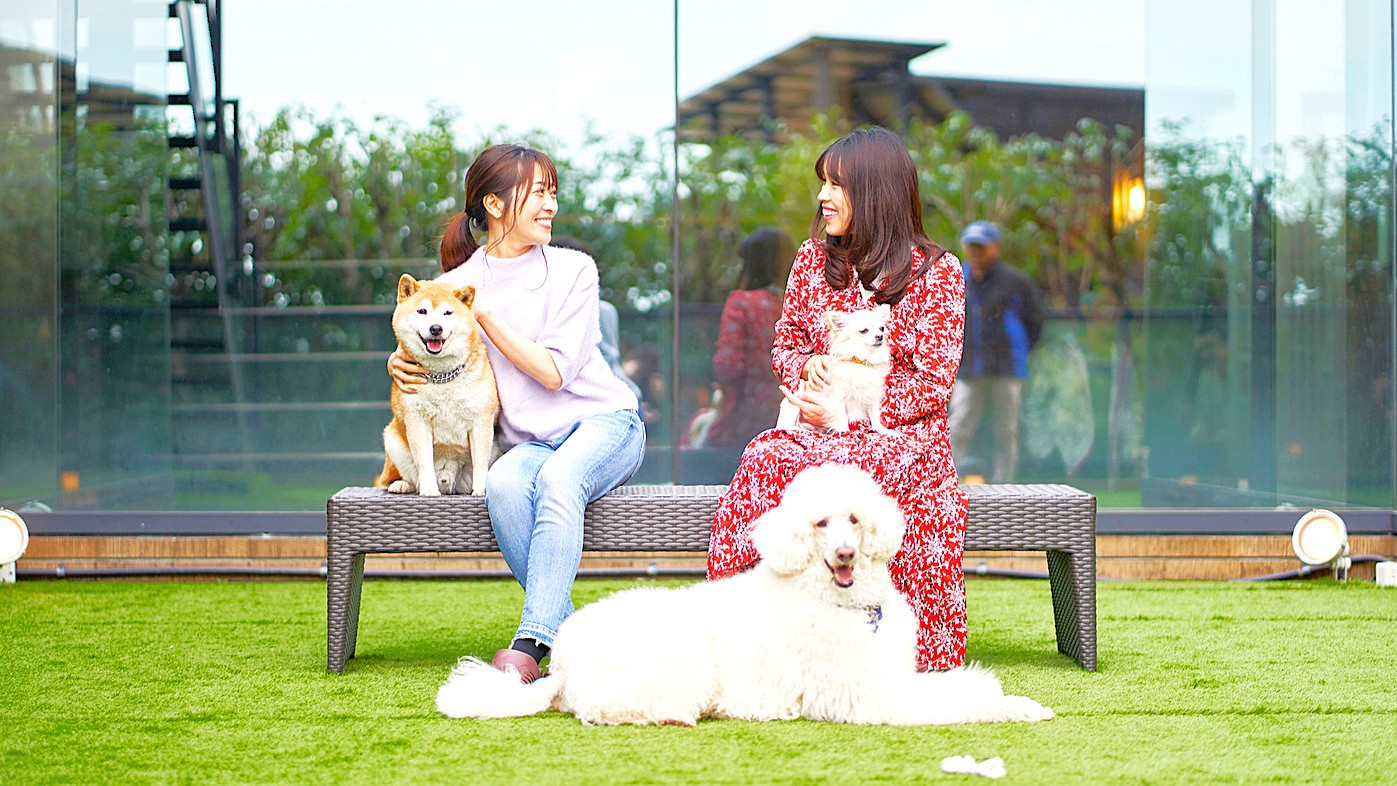 【屋外ドッグラン（中庭）】人工芝を敷いた清潔で安心安全のドッグラン