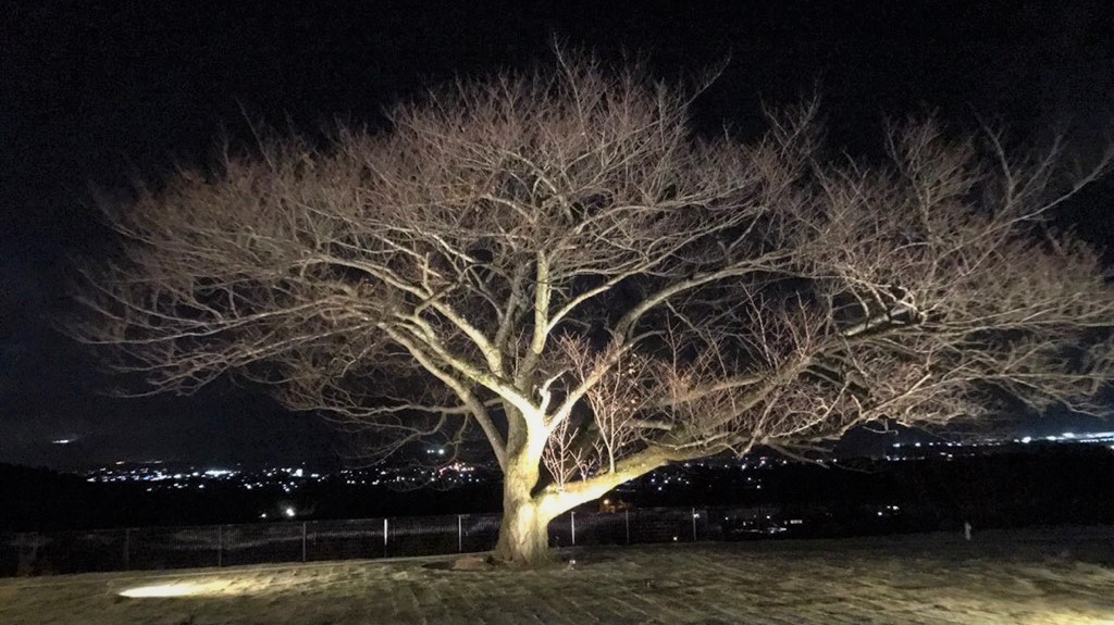 当館の桜の木 ライトアップ