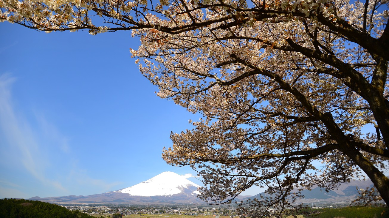 富士山と桜の木
