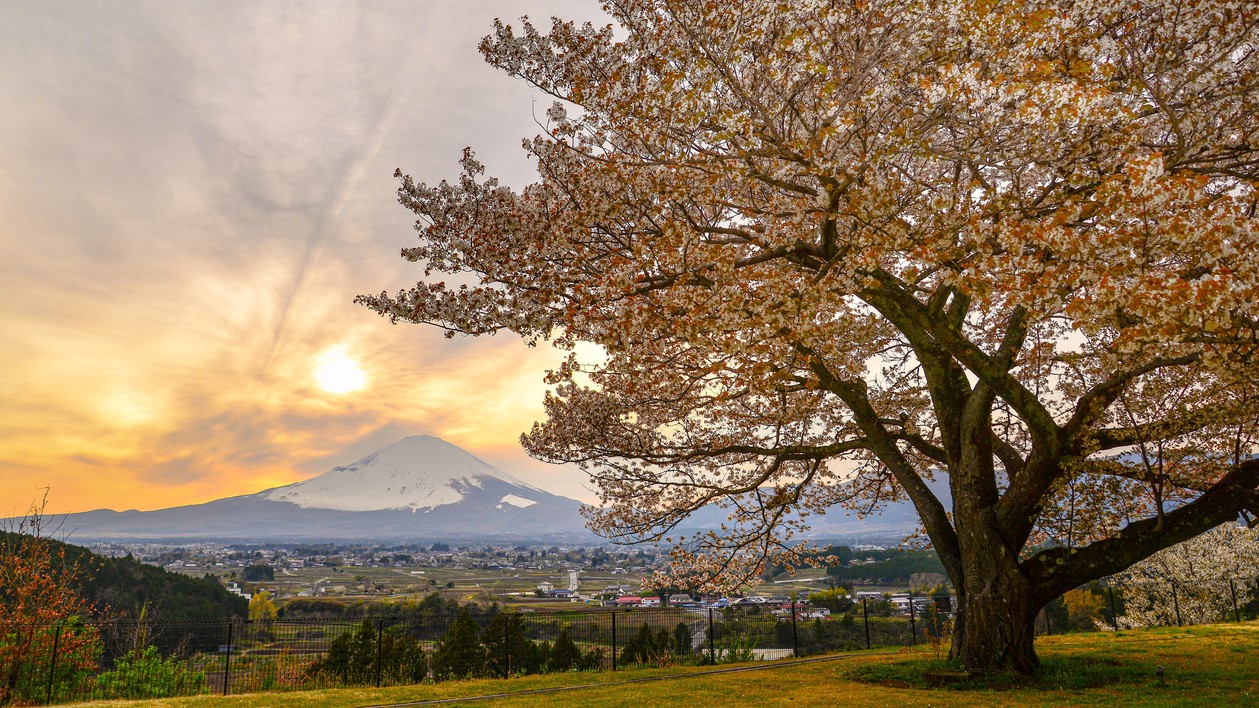富士山と桜の木