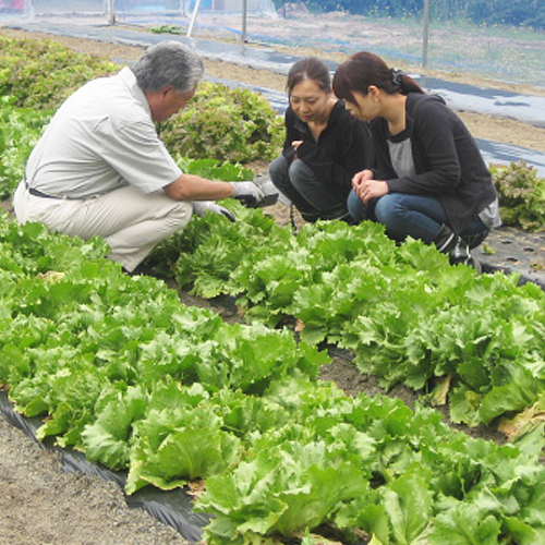 自家菜園イメージ