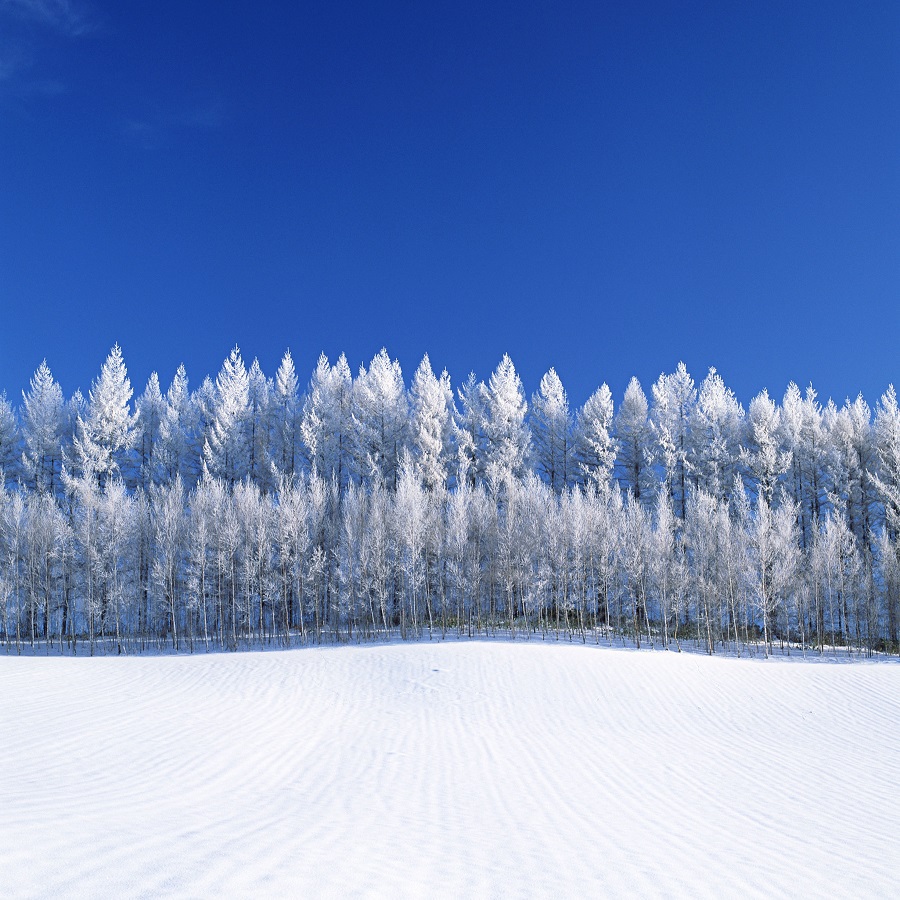 厳冬の美瑛の丘
