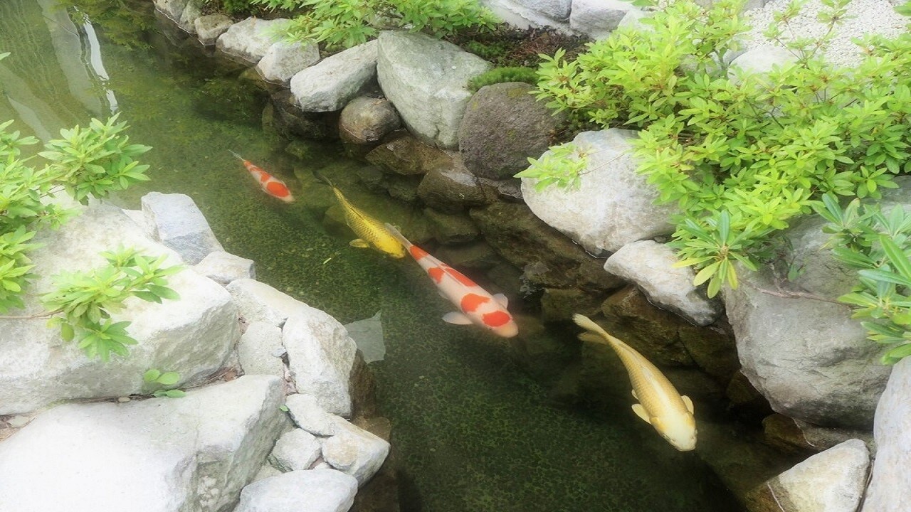 【外観】池の鯉
