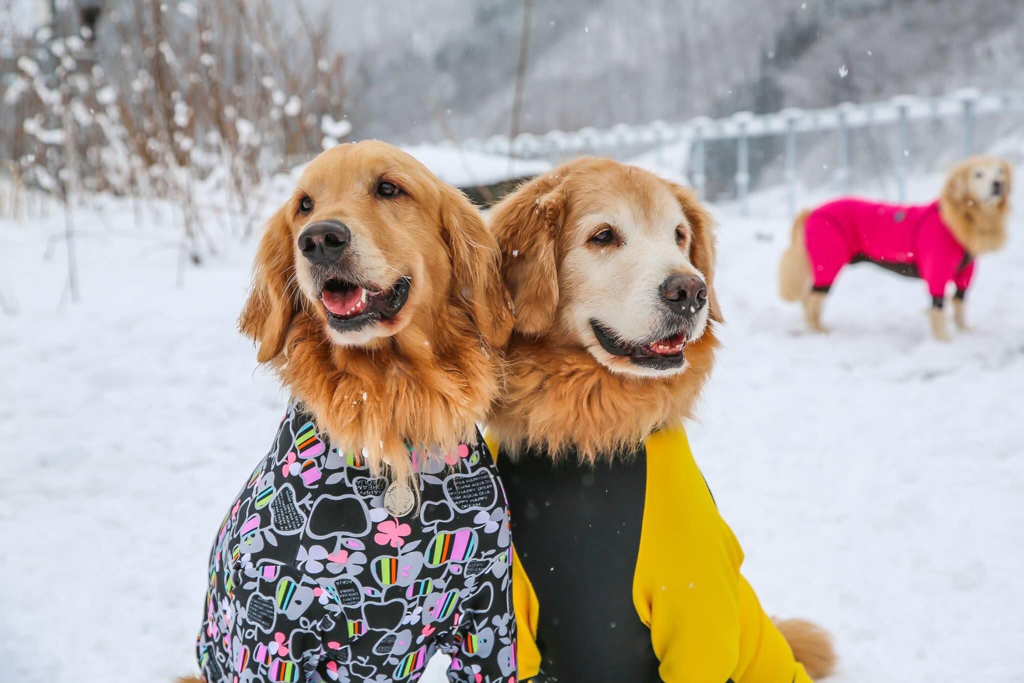 Dog in IWATAKE