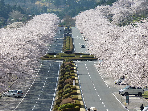 桜が美しい富士霊園