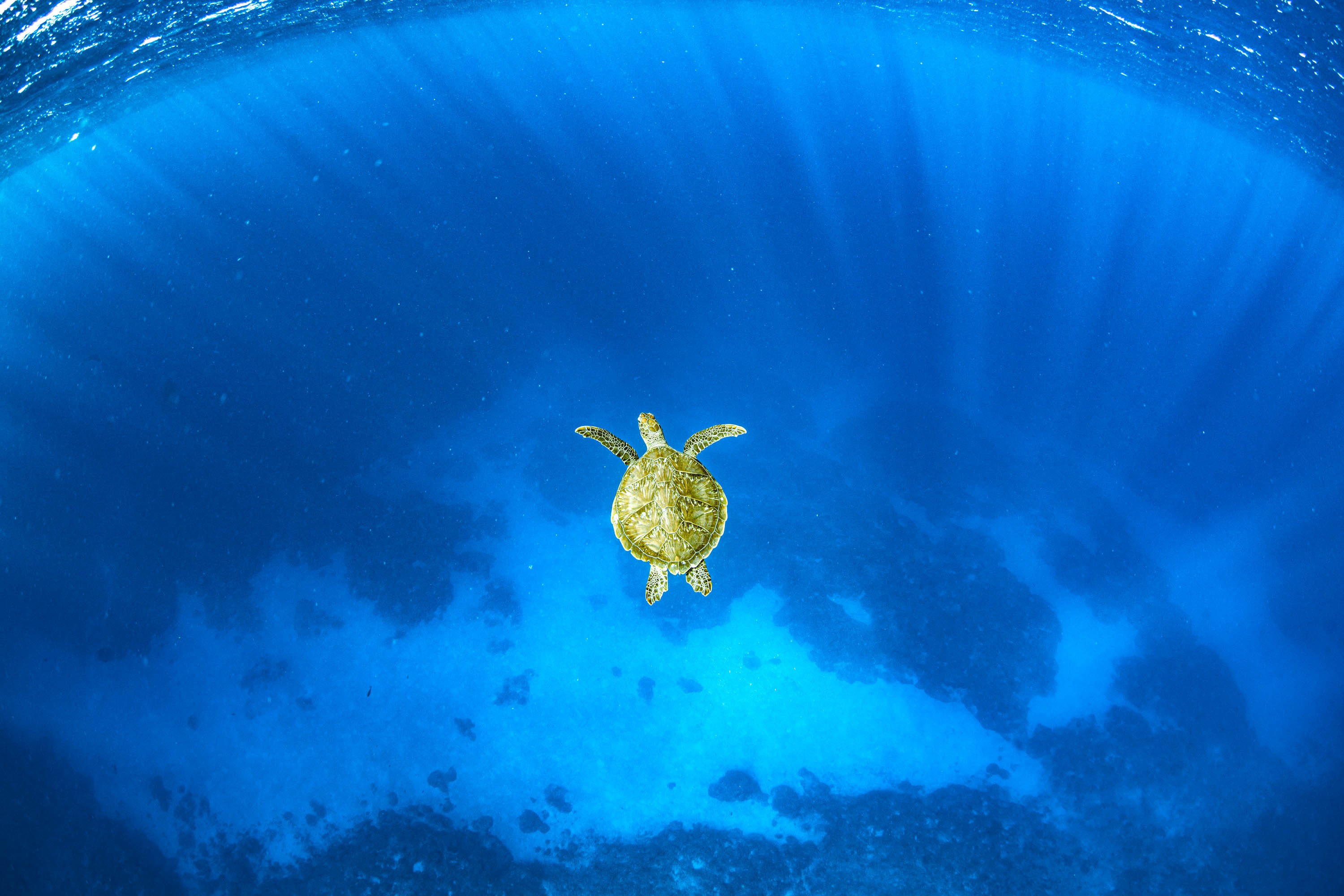 石垣島の海の中