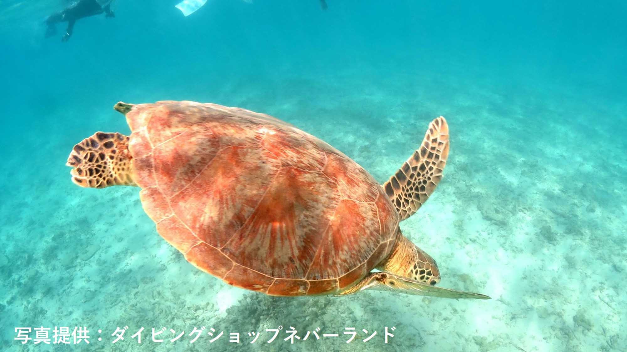 ・どこまでも透き通るような美しい海