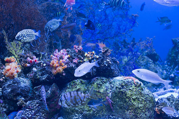 鳥羽水族館