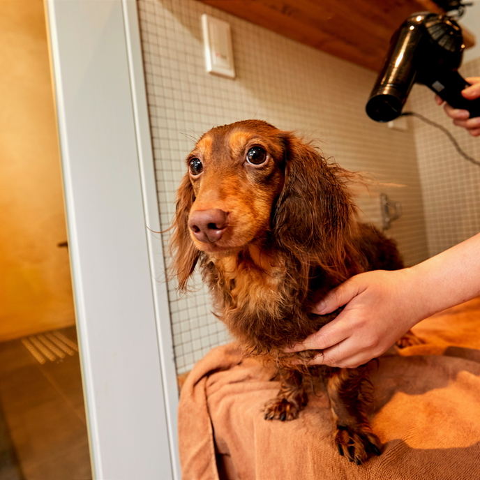 【強羅ドッグスパ】温泉にはいったあとはブローを！