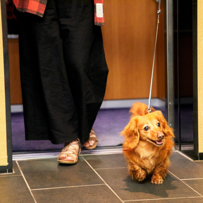 エレベーターも愛犬を歩かせて乗り降り可能