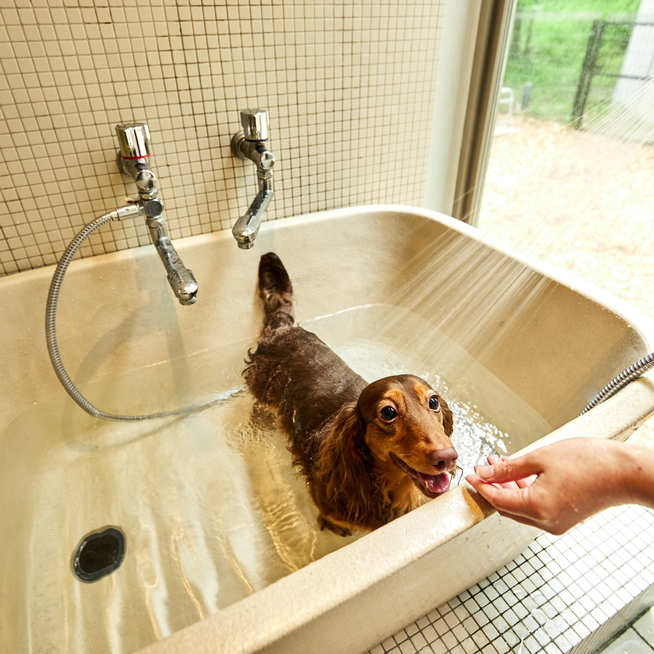 【強羅ドッグスパ】手づやをととのえる温泉水を使用した愛犬用スパ