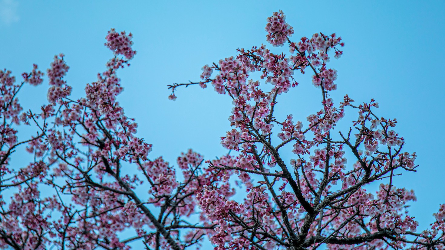 桜