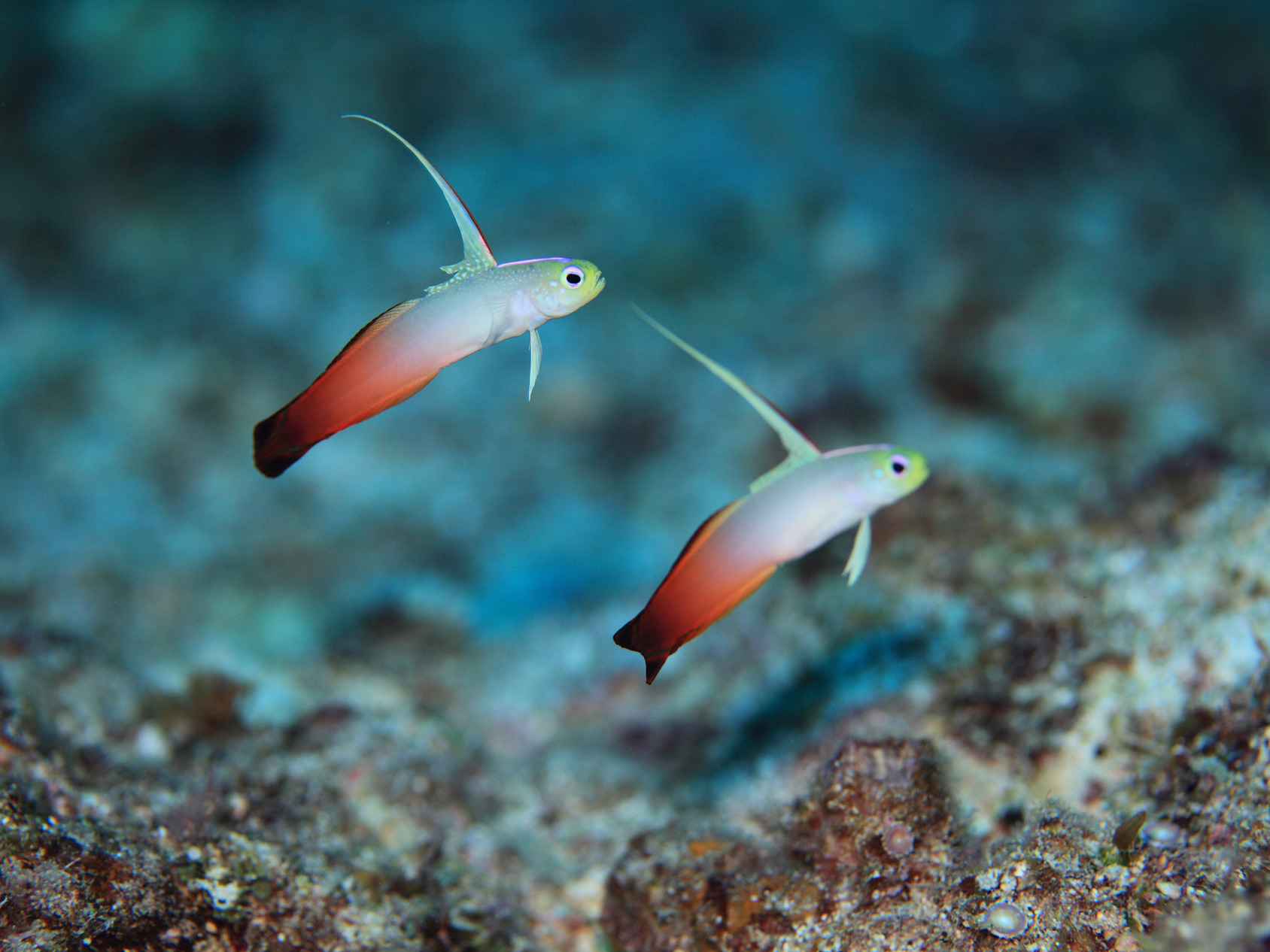 KariyushiCondominiumResort Miyakojima Fukugi Stays Main Image KariyushiCondominiumResort Miyakojima Fukugi Stays, Miyakojima