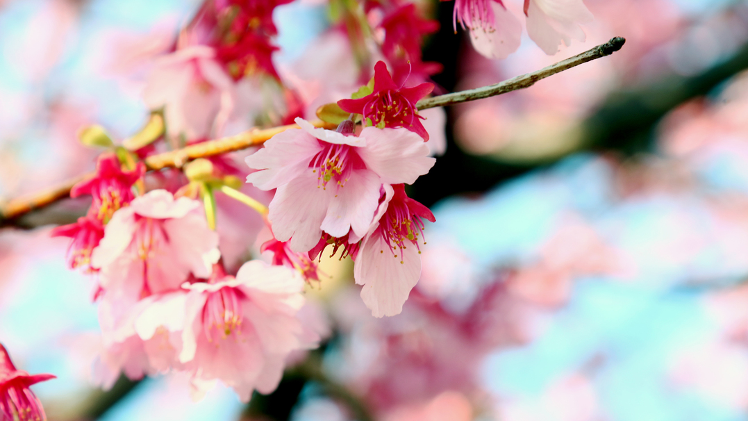 色の鮮やかなピンクの掛川桜。春の掛川も見どころ満載です！お立ち寄りください♪