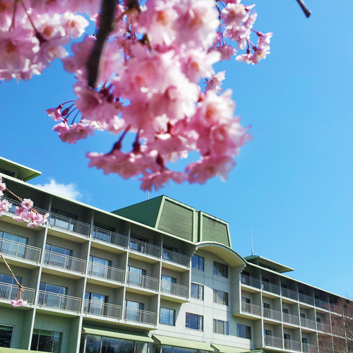 【桜】春の外観