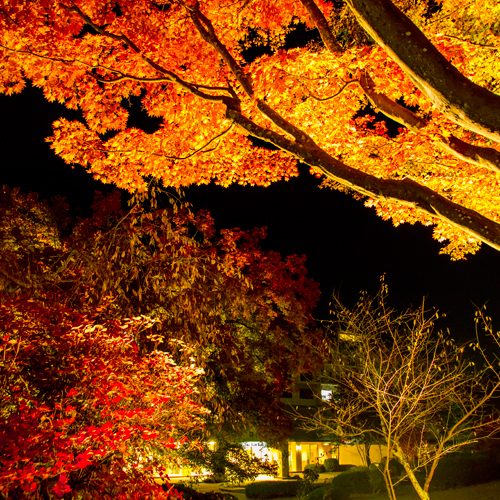 【紅葉】ライトアップされた庭園