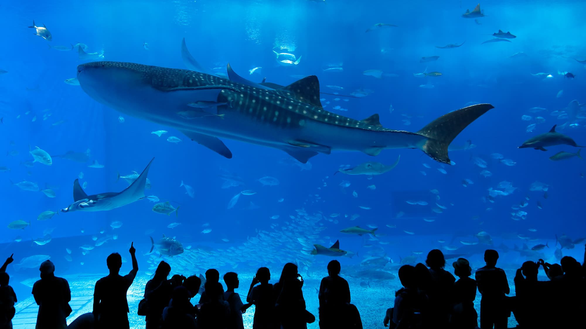 遊ぶ：美ら海水族館（車で約5分）