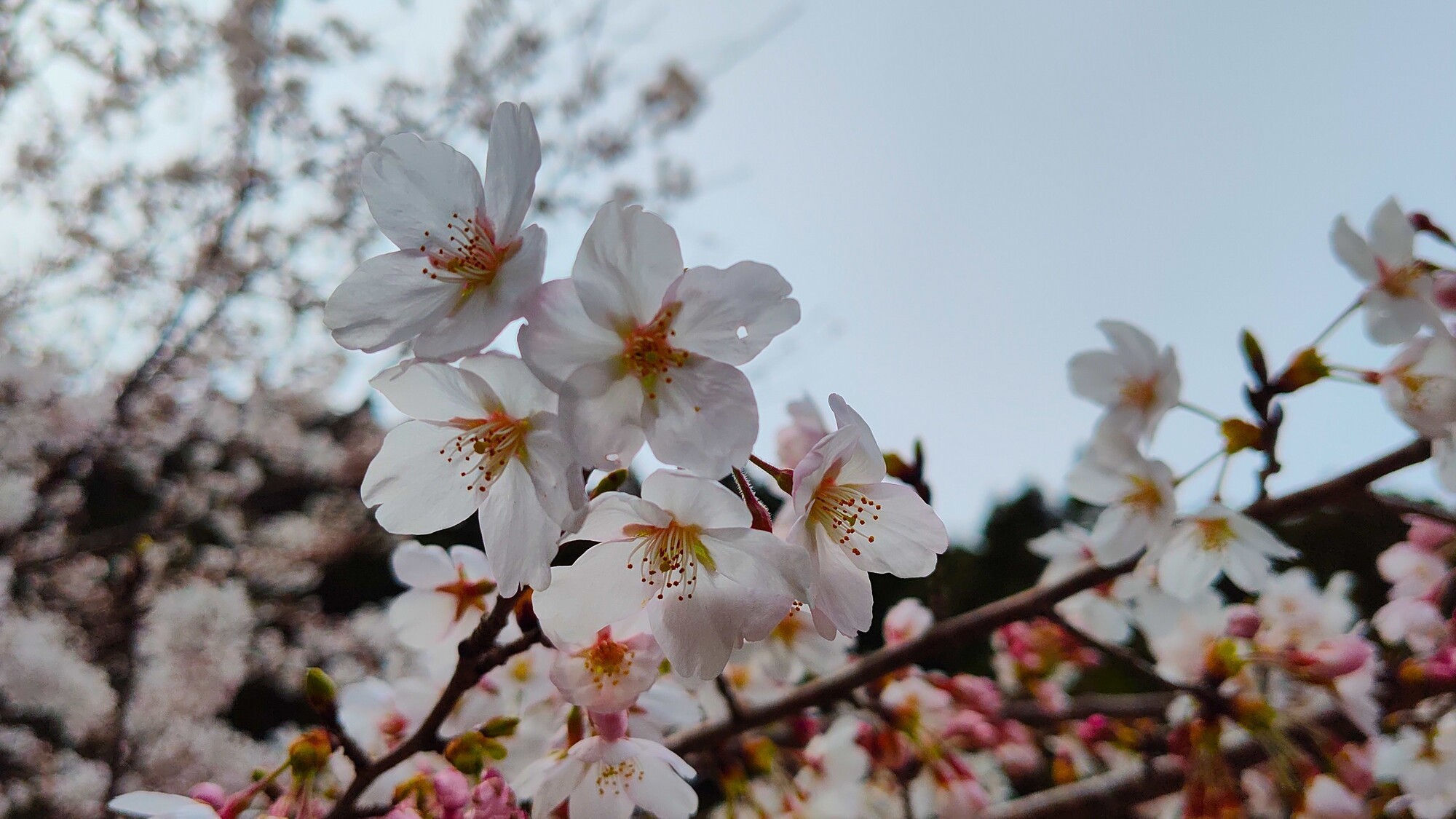 施設内の桜