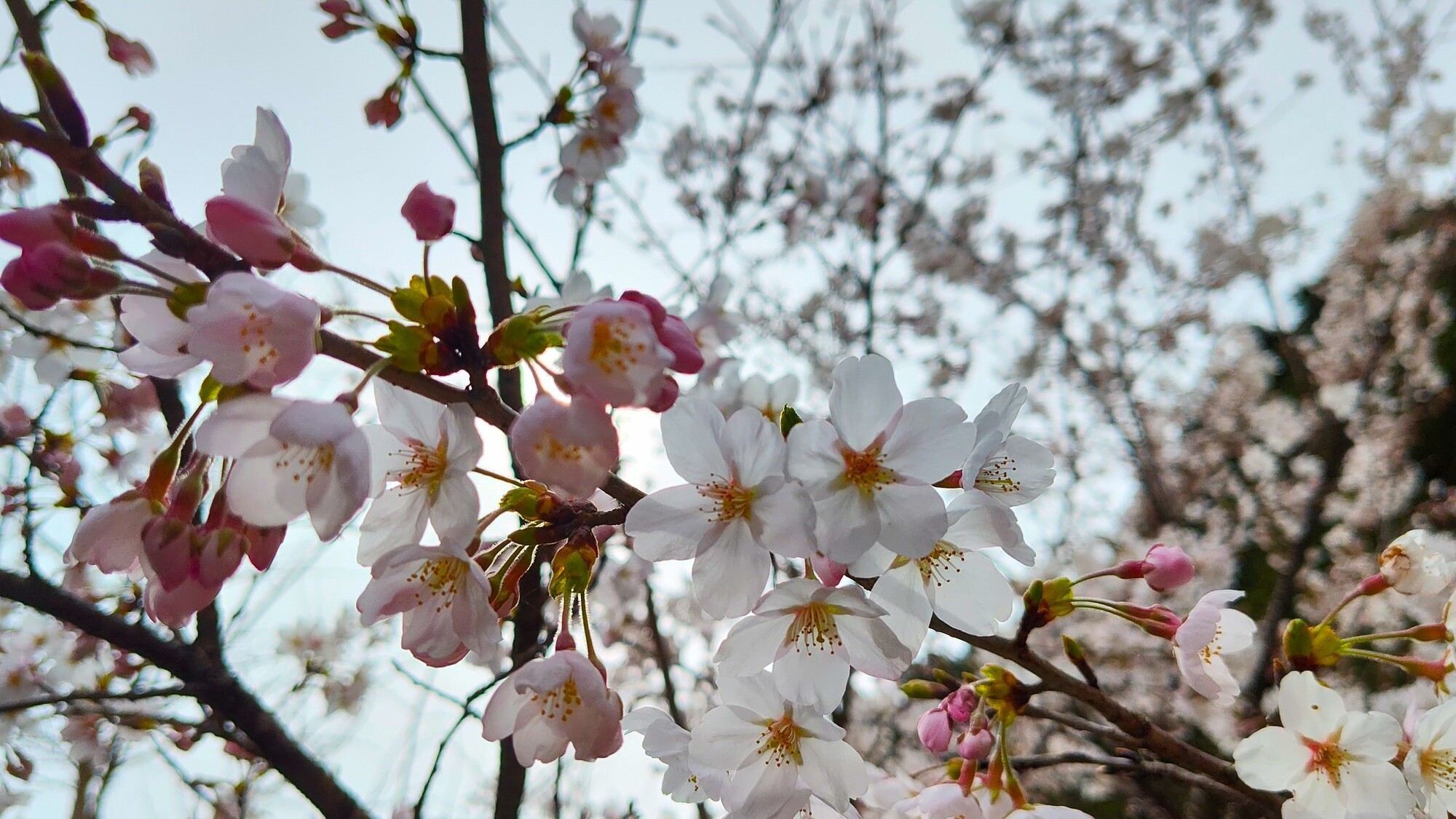 施設内の桜